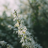 White Flowers