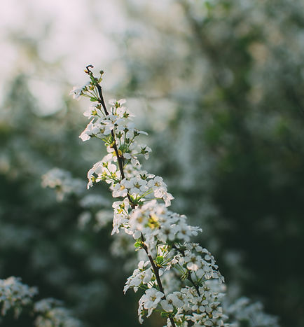 White Flowers