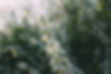 White Flowers