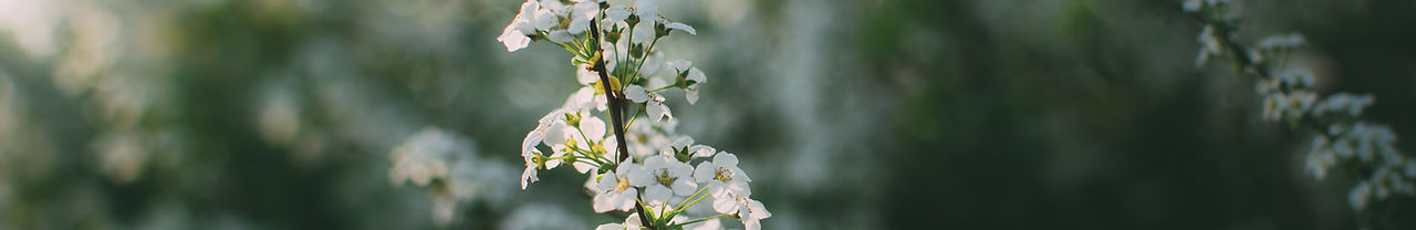 White Flowers