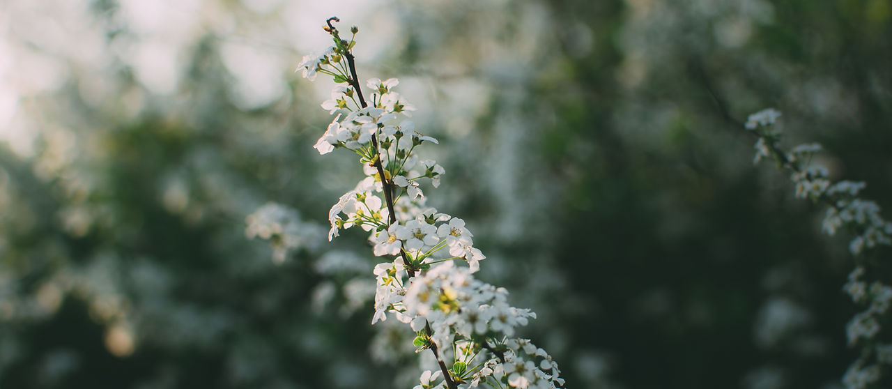 White Flowers
