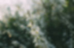 Fleurs blanches