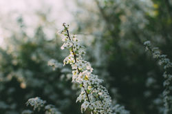 White Flowers