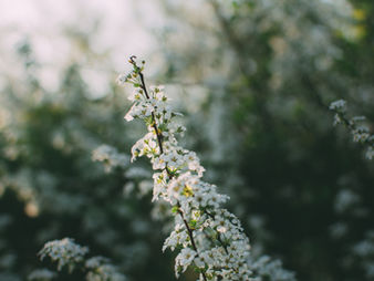 Febrero en flor