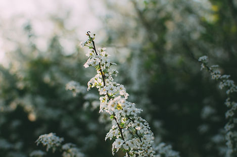 White Blossoms Outdoors