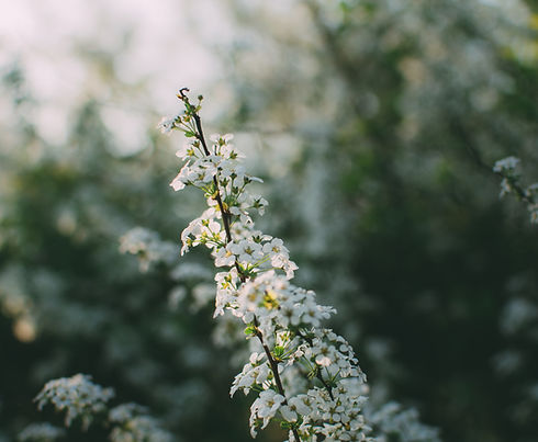 White Flowers
