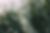 Fleurs blanches