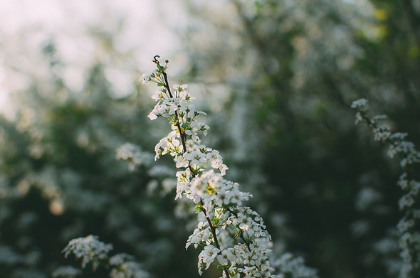 White Blossoms Outdoors