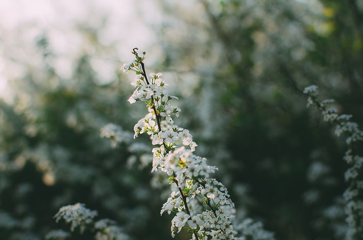 White Flowers