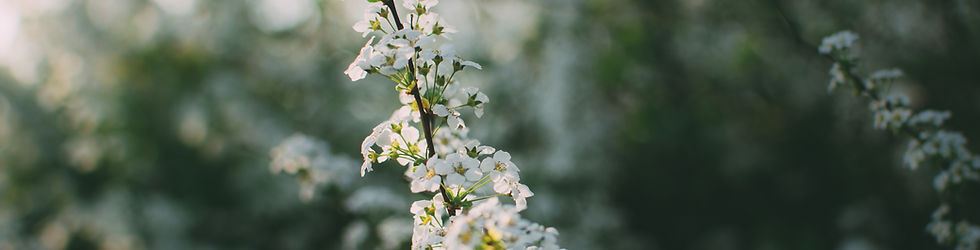 Fleurs blanches