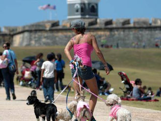 El Animal Fest de Verano espera el apoyo de los capitalinos