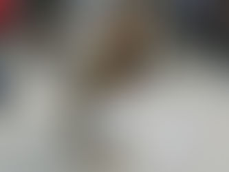 Los canes también tienen derechos