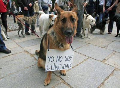 Marcha en protesta por la propuesta de matar a los perros callejeros en Loja / Foto: http://www.eluniverso.com