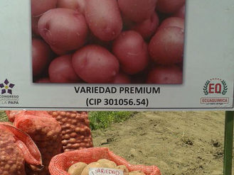 ’Premium’ y ‘Allipacha’, las nuevas papas de la UCE