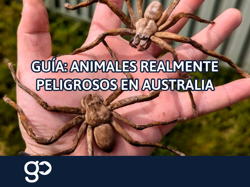 animales-peligrosos-australia