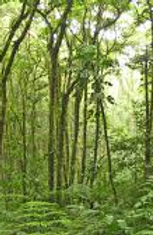 bosque tropical lluvioso.png