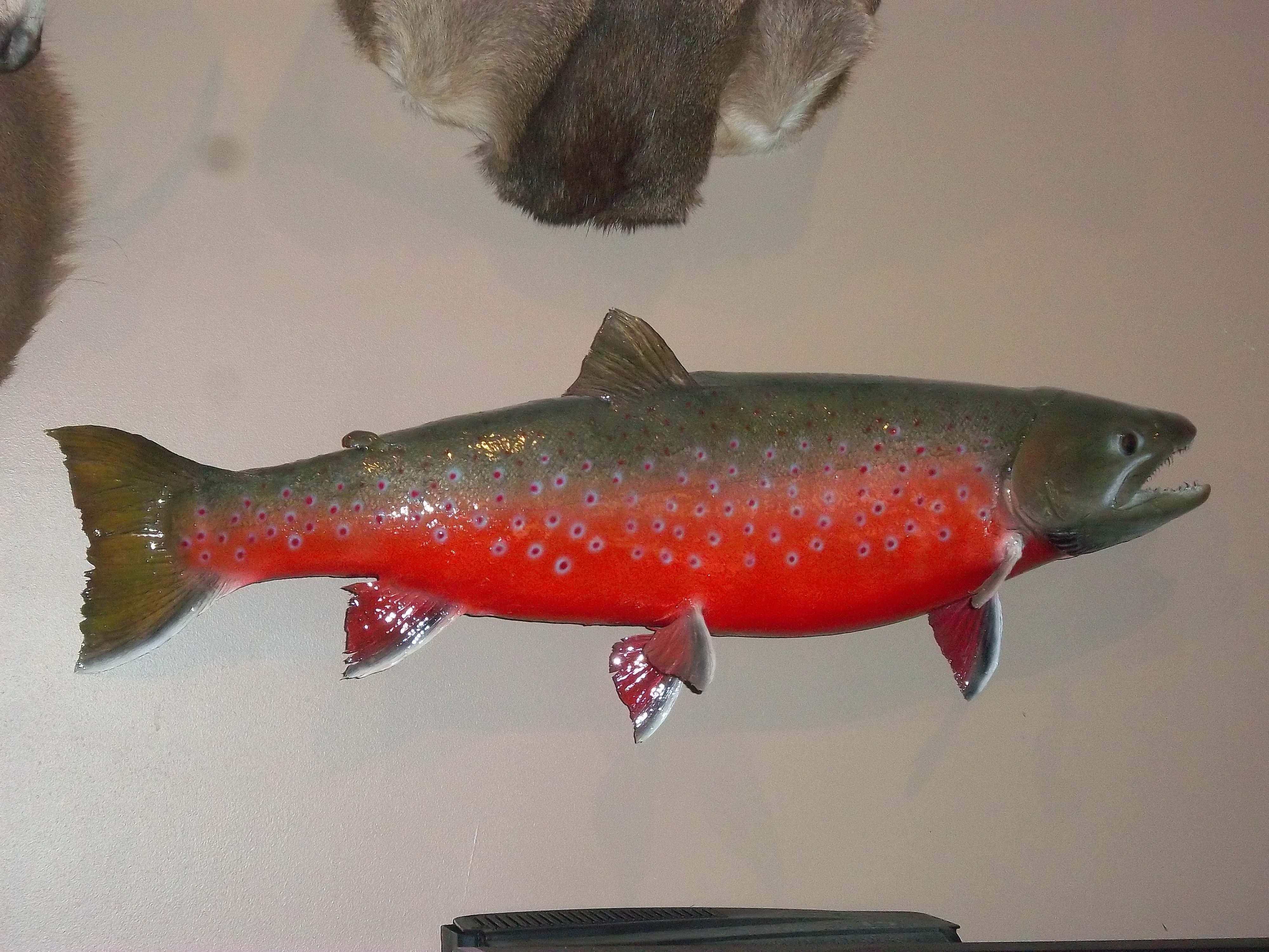Artic Char