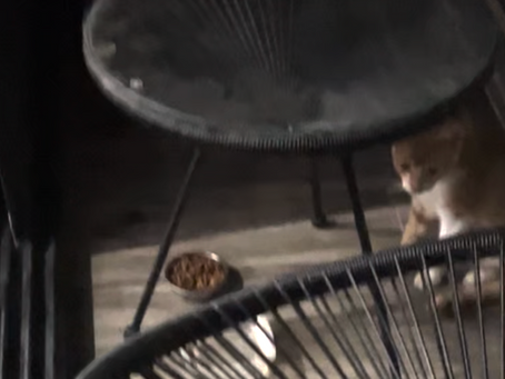 Esteban’s Journey: From Street Cat to Purr Vida Lounge Resident Cat!