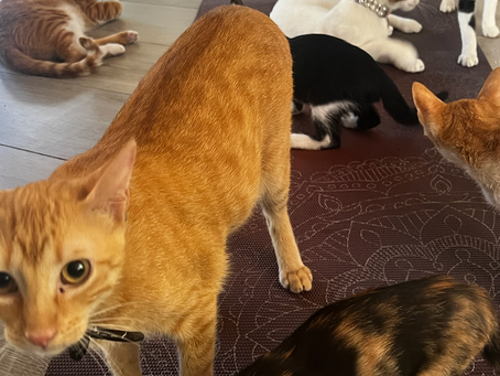 What to Expect When You Visit Purr Vida Lounge