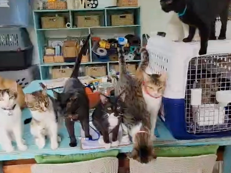 How to Ship Animals from Costa Rica: A Success Story