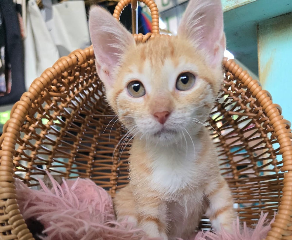 Cat Cafe in Costa Rica
