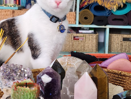 The Healing Power of Cats at Purr Vida Lounge