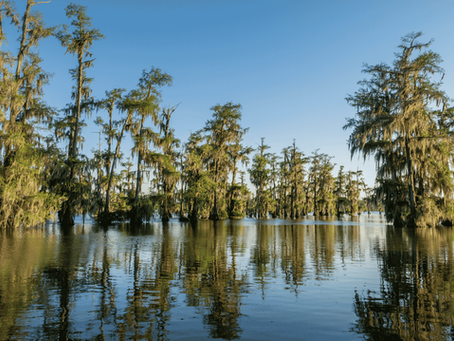 Scenic cypress trees and wetlands near Lafayette, Louisiana, representing the natural beauty and lifestyle of the Acadiana region.