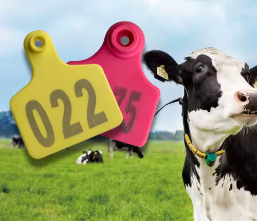 Livestock RFID Ear Tag Long Range | Rocket RFID
