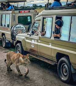 jeep de safari con un león