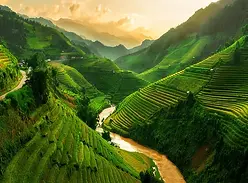 rice terrace.webp