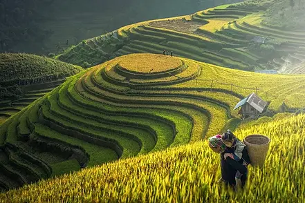 sapa.webp