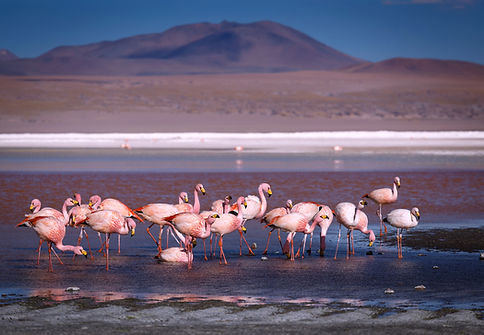 reserva_flamencos.jpeg