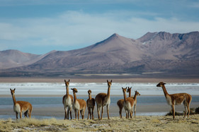 180705-surire-vicunas-290-1.jpeg