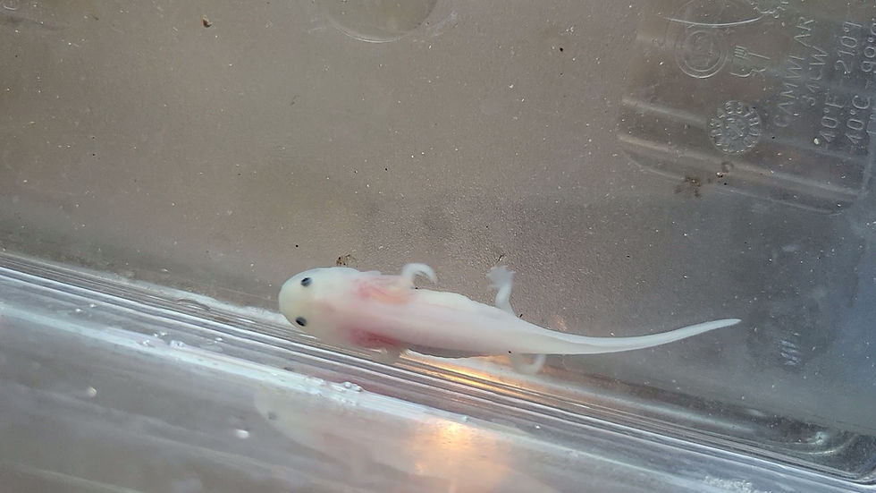 Thumbnail: Schoolhouse Rock (Juvenile Leucistic)