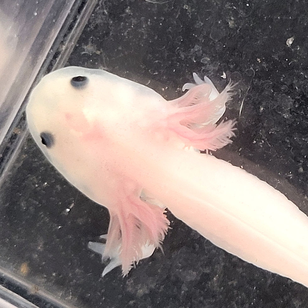 Thumbnail: Khutulun (Juvenile Leucistic)