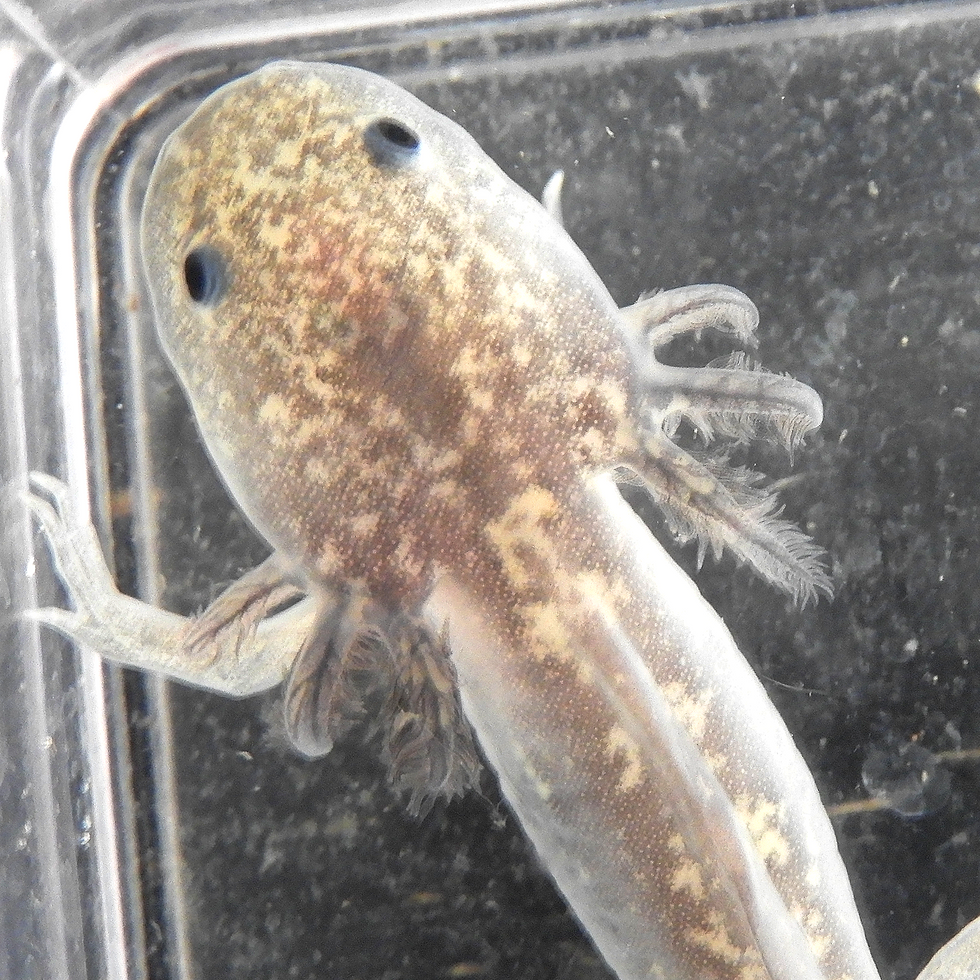 Thumbnail: Ronaldo (Juvenile Melanistic)