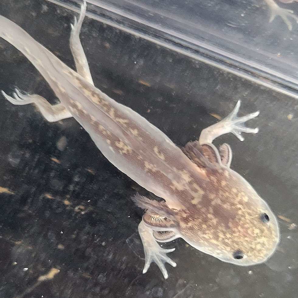 Thumbnail: Ronaldo (Juvenile Melanistic)