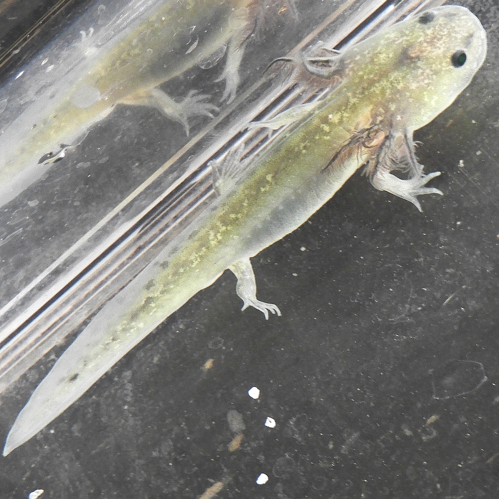 Thumbnail: Banshee (Juvenile GFP Melanistic)