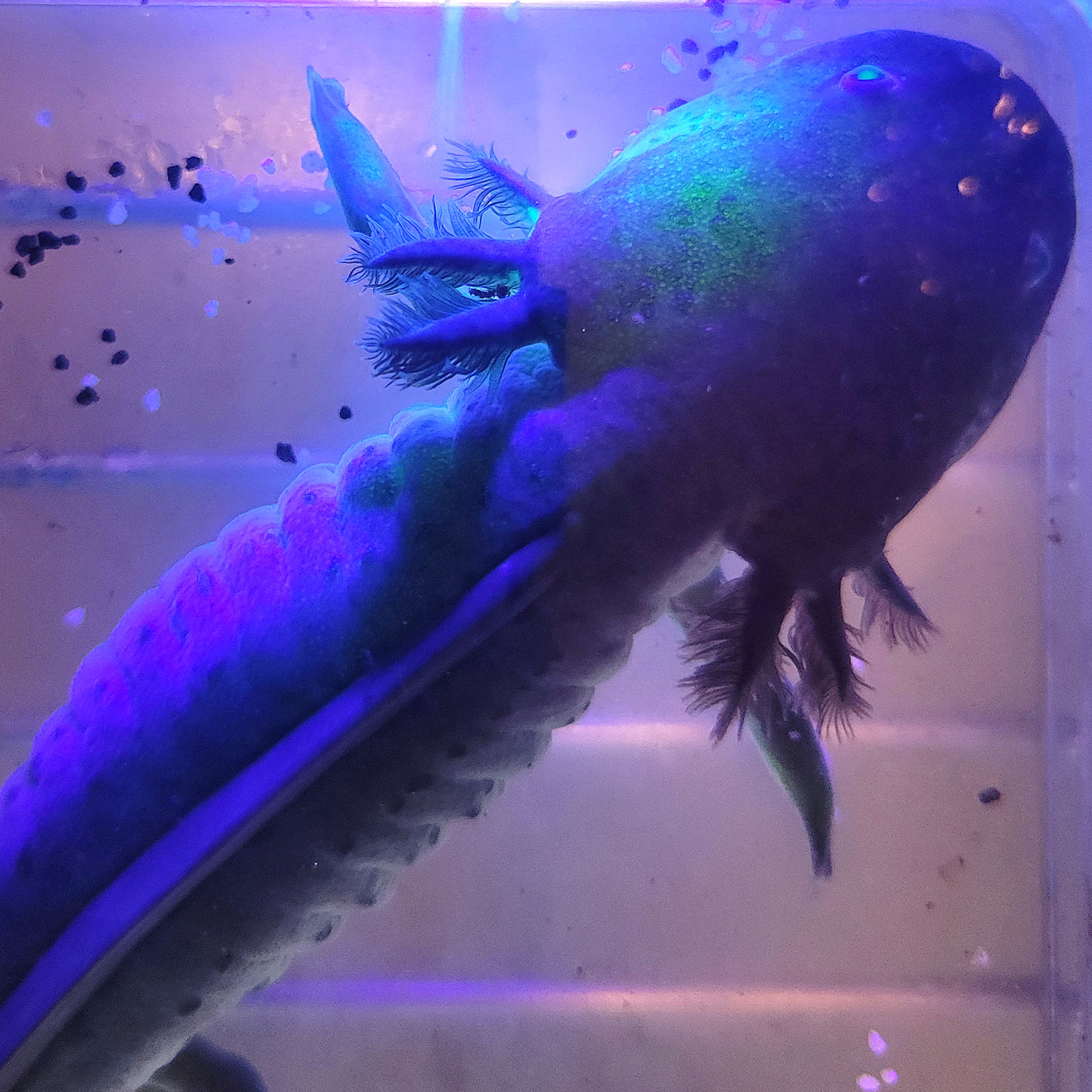Kryptonite (GFP Mel Sub-Adult Female)