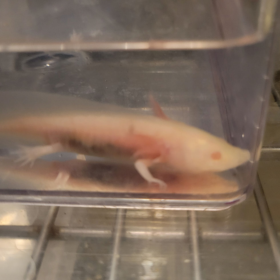 Thumbnail: Beast (Juvenile TRUE Albino)