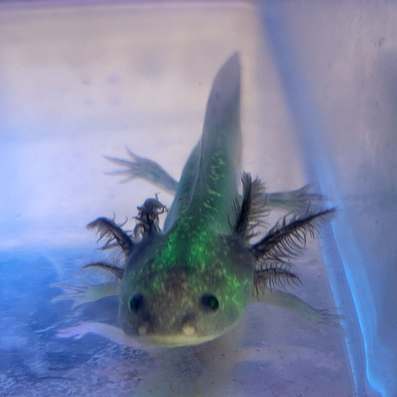 Banshee (Juvenile GFP Melanistic)