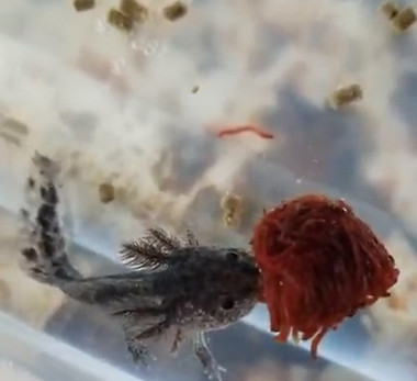 Axolotl feeding on bloodworms