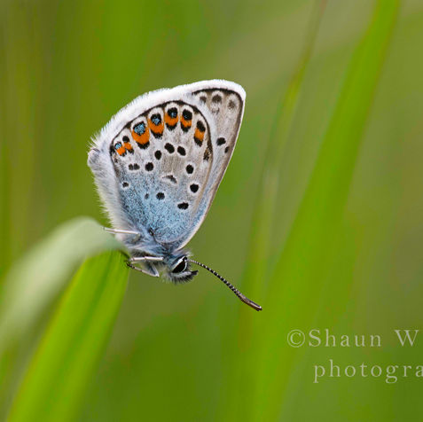 Silver Studded Blue07-21-Edit copy.jpg
