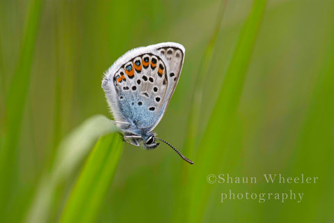 Silver Studded Blue07-21-Edit copy.jpg