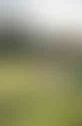 Mama, Papa und Baby gehen auf dem Rasen spazieren