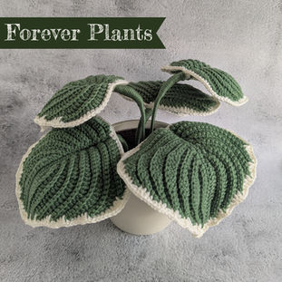 Crochet Hosta plant in a cream pot