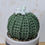 Thumbnail: Ball Cactus