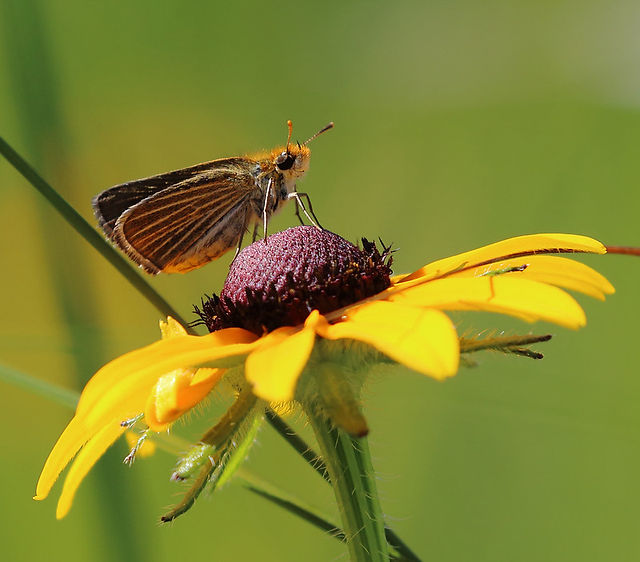 Poweshiek Skipperling - Photo by Vince Cavalien USFWS