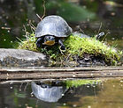 Blanding’s turtle with painted.jpg
