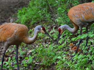 Growing a Legacy: How Your Land Can Live On